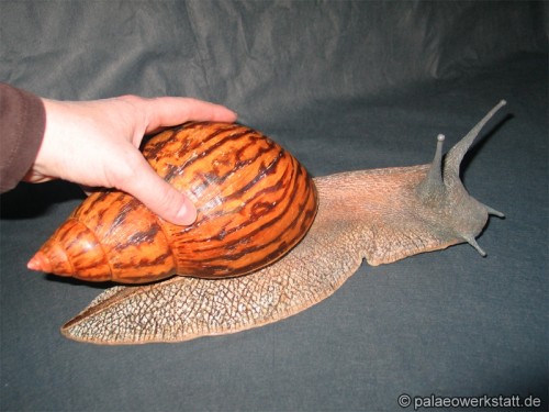 achatina achatina