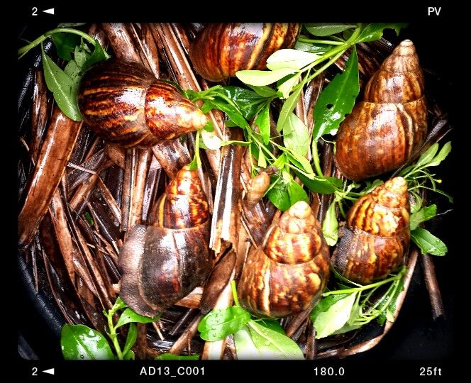 Snail Farming in Nigeria Made Simple!